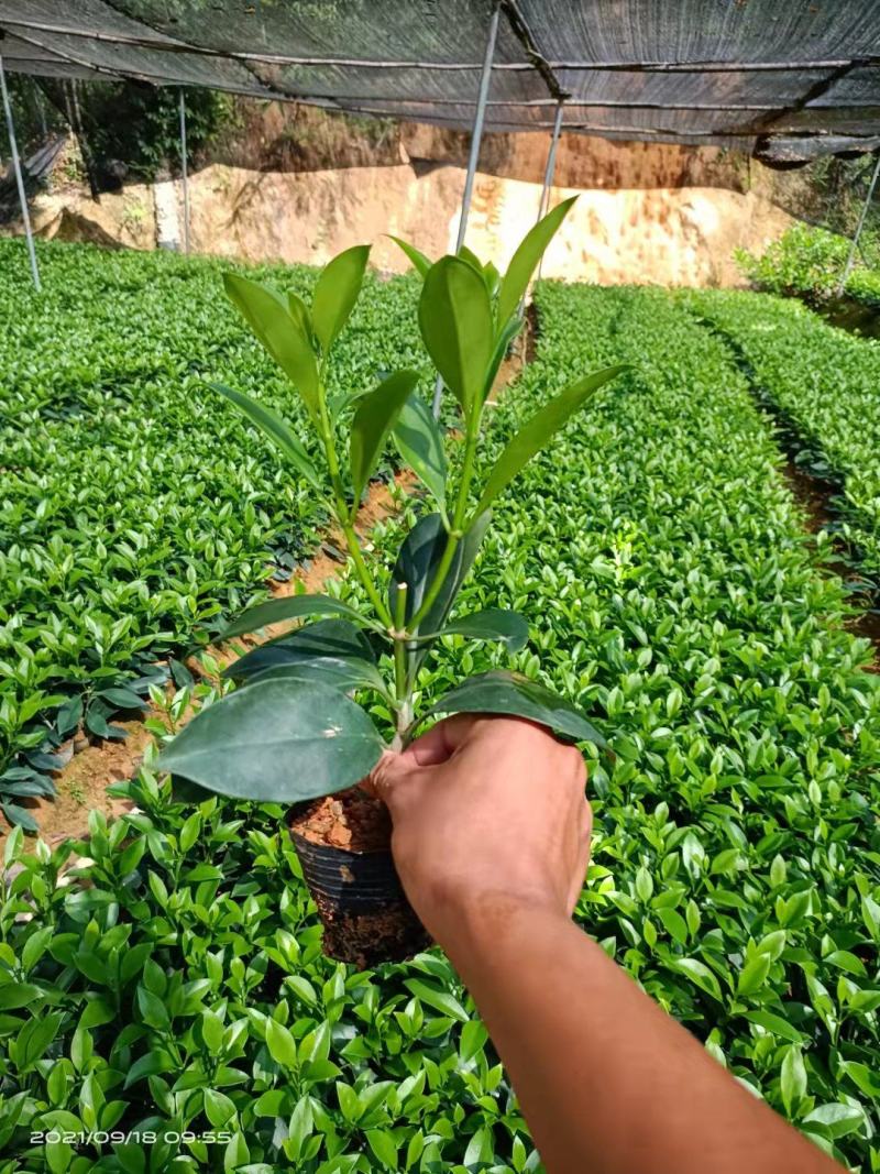 非洲茉莉20-30高，5斤袋七斤袋，欢迎各位老板来电咨询