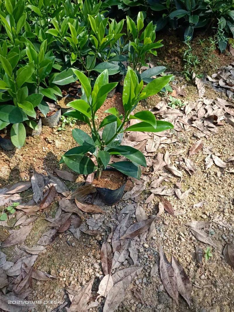 非洲茉莉20-30高，5斤袋七斤袋，欢迎各位老板来电咨询