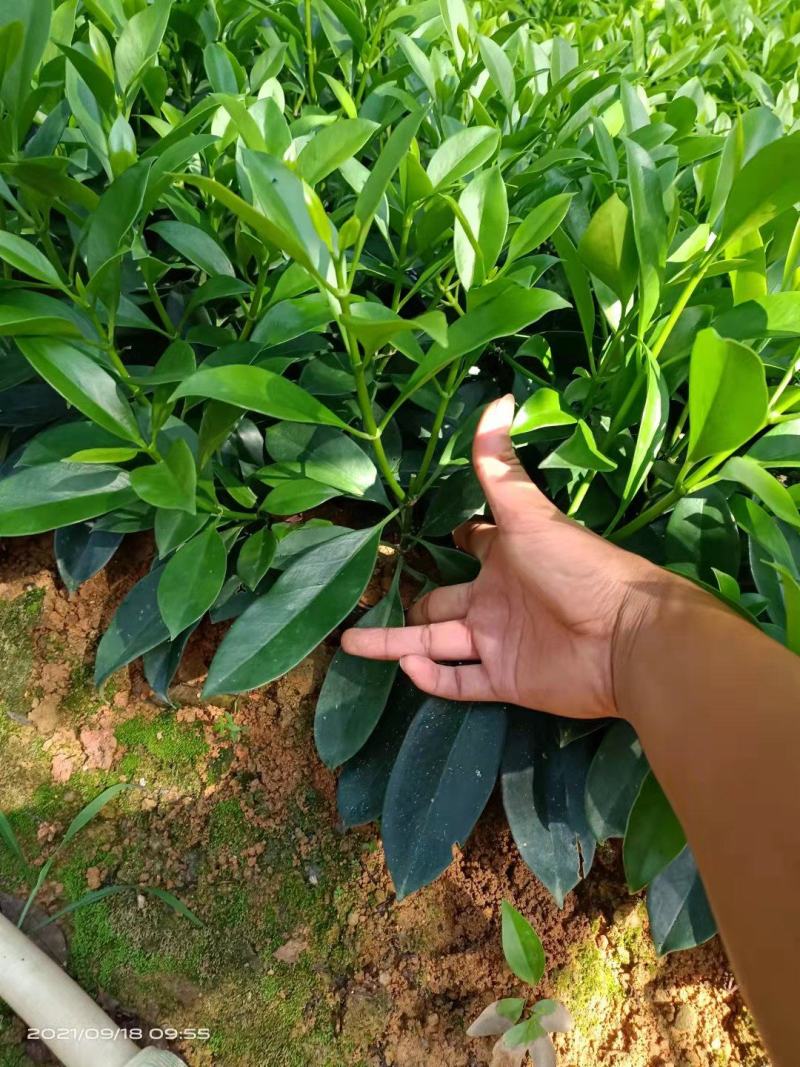 非洲茉莉20-30高，5斤袋七斤袋，欢迎各位老板来电咨询