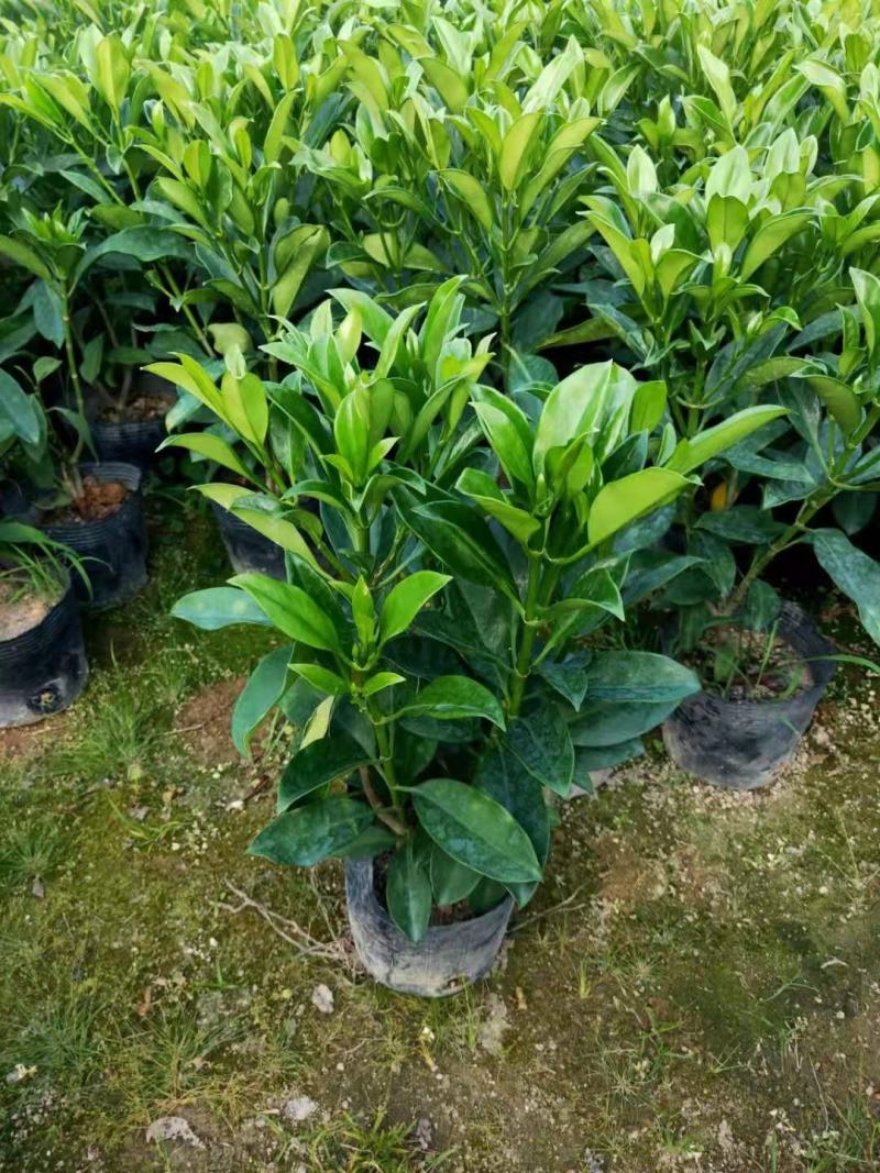 非洲茉莉20-30高，5斤袋七斤袋，欢迎各位老板来电咨询