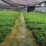 非洲茉莉20-30高，5斤袋七斤袋，欢迎各位老板来电咨询