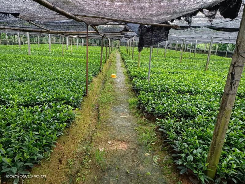非洲茉莉20-30高，5斤袋七斤袋，欢迎各位老板来电咨询