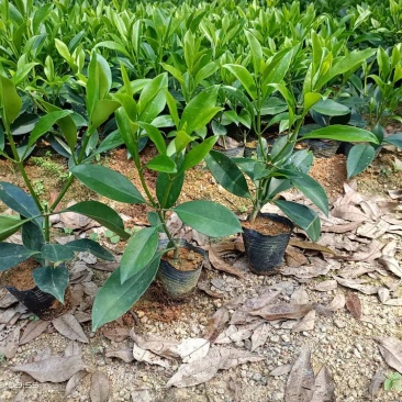 非洲茉莉20-30高，5斤袋七斤袋，欢迎各位老板来电咨询