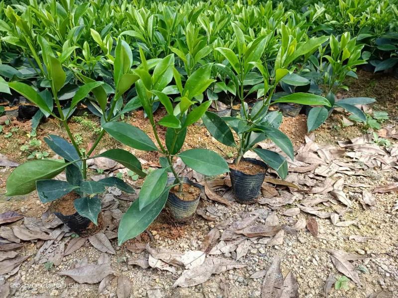 非洲茉莉20-30高，5斤袋七斤袋，欢迎各位老板来电咨询