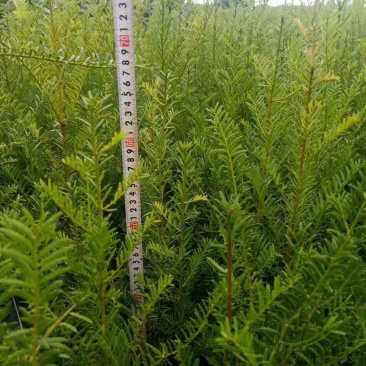 红豆杉苗自家基地直销各规格齐全量大从优欢迎选购