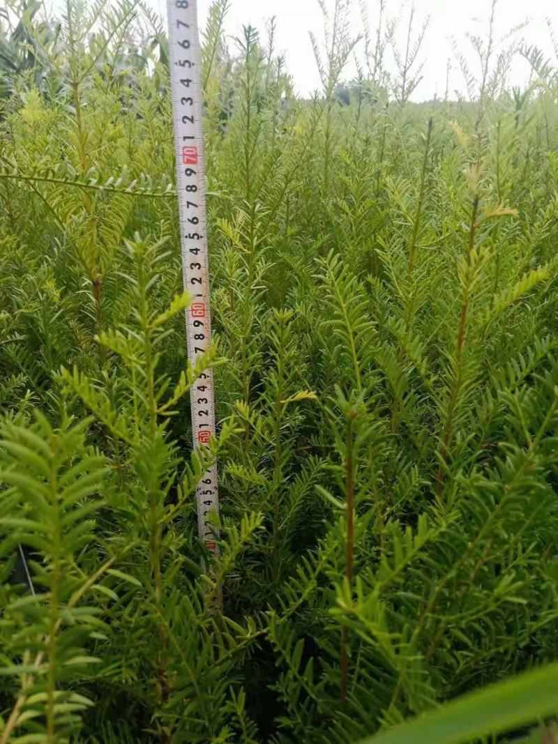 红豆杉苗自家基地直销各规格齐全量大从优欢迎选购