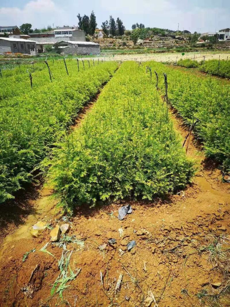 红豆杉苗自家基地直销各规格齐全量大从优欢迎选购