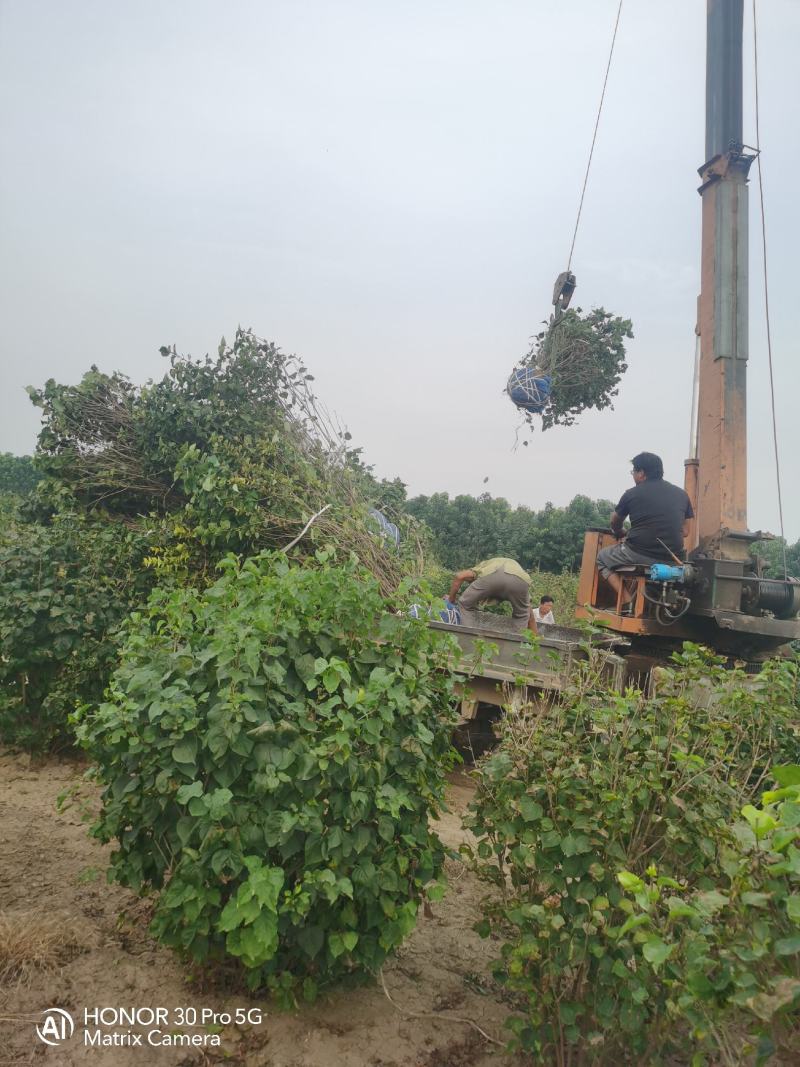 河北造型金叶榆河北紫叶丁香河北金叶榆河北金枝槐