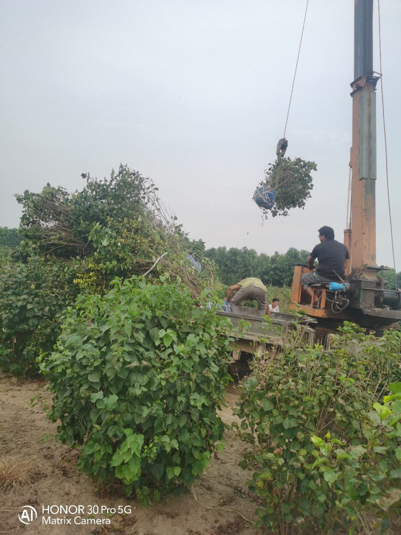 河北造型金叶榆河北紫叶丁香河北金叶榆河北金枝槐