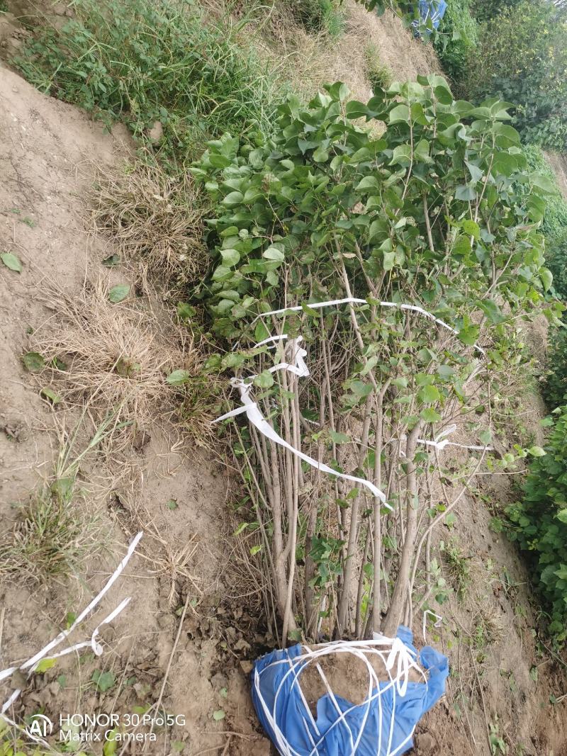 河北造型金叶榆河北紫叶丁香河北金叶榆河北金枝槐
