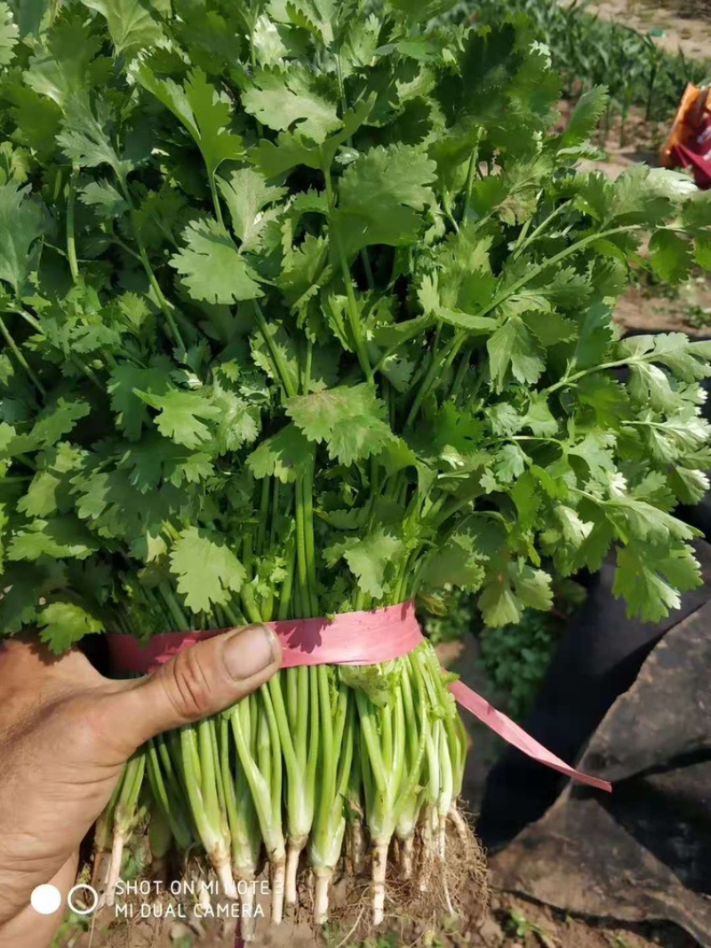 精品香菜，诚信代办，产家直发。物美价廉。