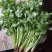 精品香菜，诚信代办，产家直发。物美价廉。