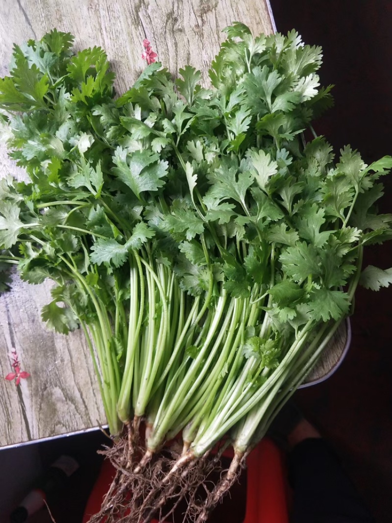 精品香菜，诚信代办，产家直发。物美价廉。