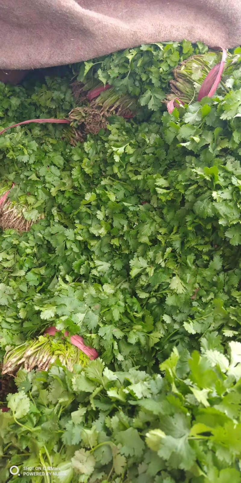 精品香菜，诚信代办，产家直发。物美价廉。