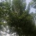 白蜡精品白蜡产地现挖现发提供技术支持欢迎来电咨询