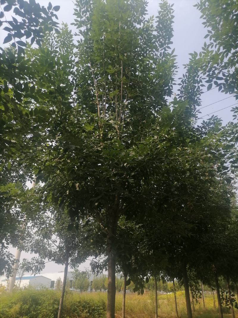 白蜡精品白蜡产地现挖现发提供技术支持欢迎来电咨询