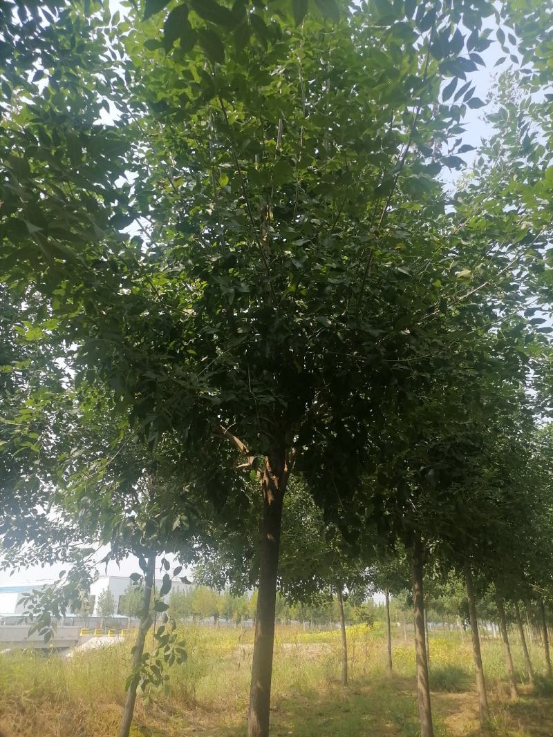 白蜡精品白蜡产地现挖现发提供技术支持欢迎来电咨询