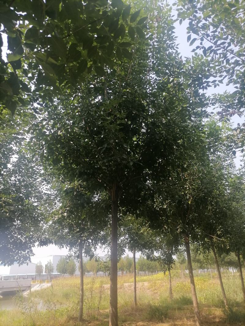 白蜡精品白蜡产地现挖现发提供技术支持欢迎来电咨询