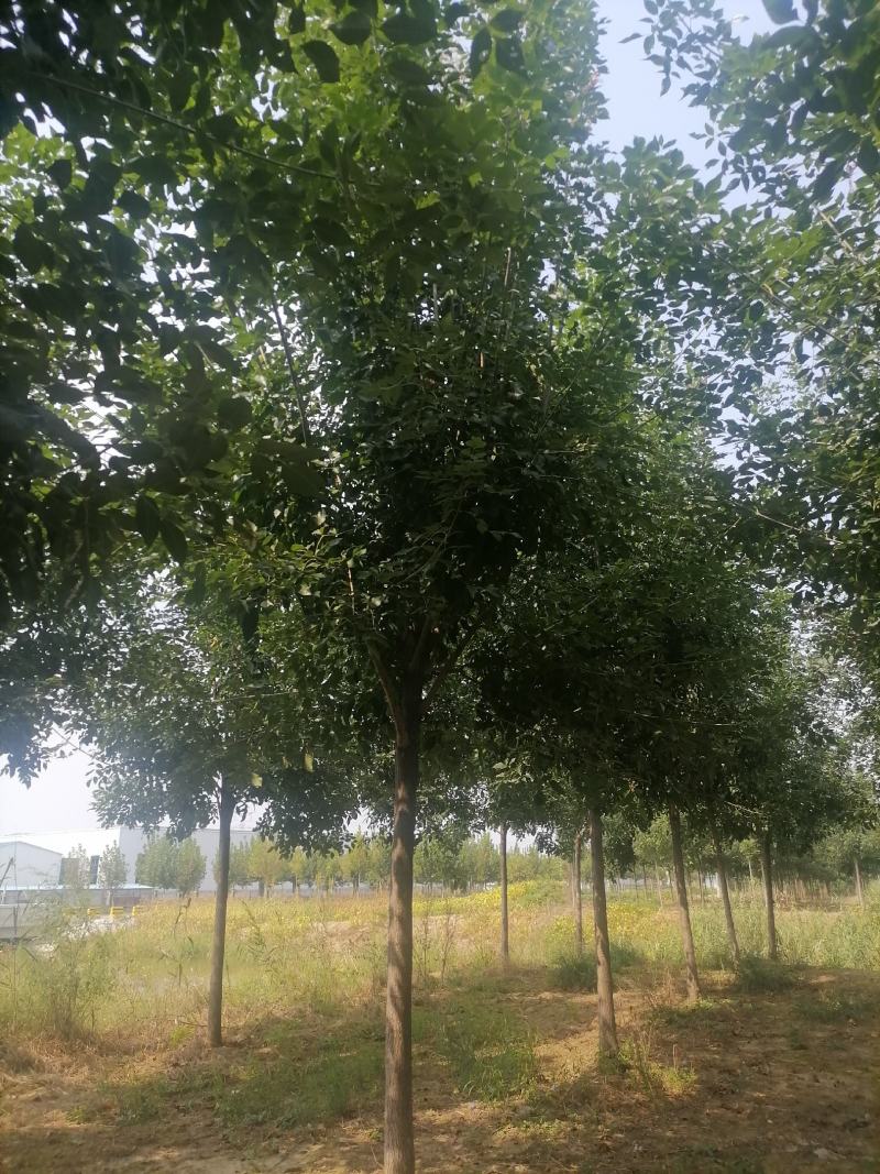 白蜡精品白蜡产地现挖现发提供技术支持欢迎来电咨询