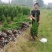 塔柏苗塔柏小苗30公分到50公分精品塔柏小苗
