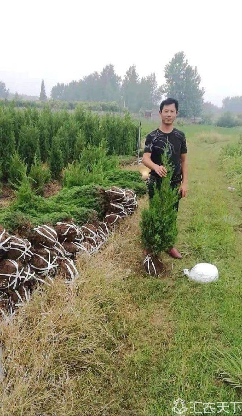 塔柏苗塔柏小苗30公分到50公分精品塔柏小苗