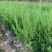 塔柏苗塔柏小苗30公分到50公分精品塔柏小苗