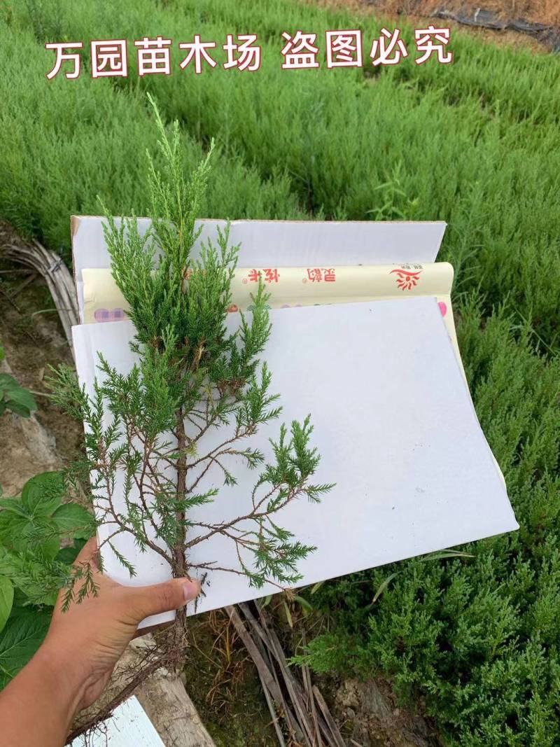 塔柏苗塔柏小苗30公分到50公分精品塔柏小苗