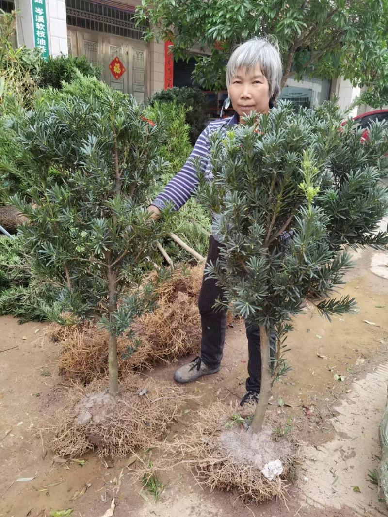 罗汉松
