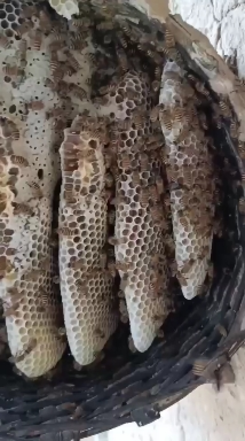 土蜂蜜