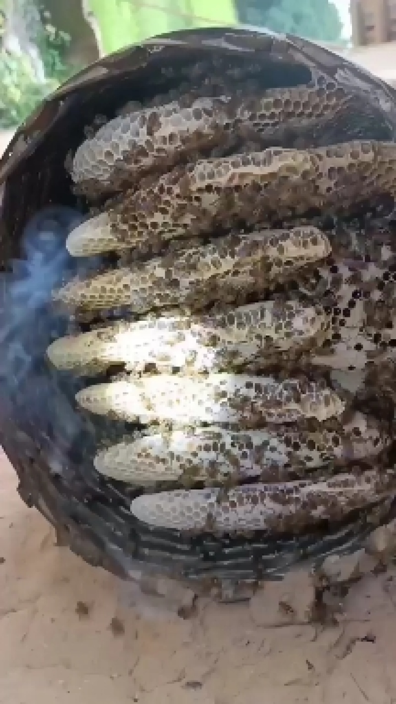 土蜂蜜