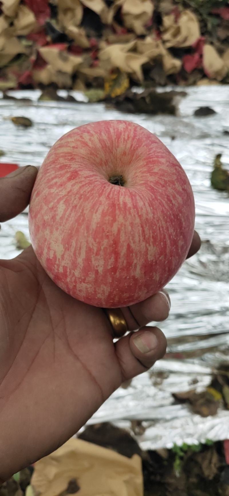 陕西礼泉富士苹果大量上市，个大色好，价格美丽，欢迎前来选