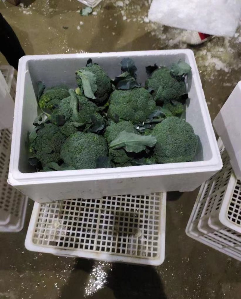 精品西兰花，诚信代办，产地直发，物美价廉。