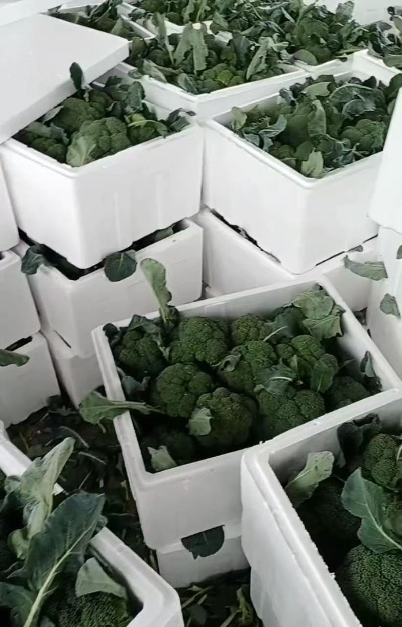 精品西兰花，诚信代办，产地直发，物美价廉。