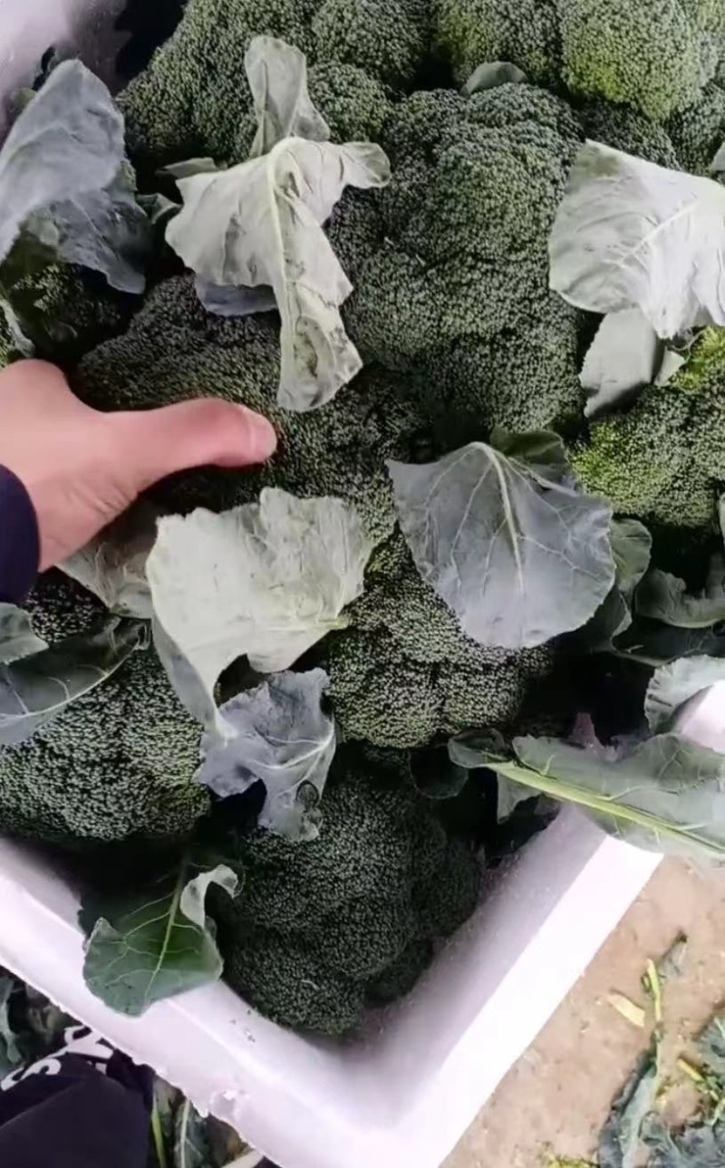 精品西兰花，诚信代办，产地直发，物美价廉。