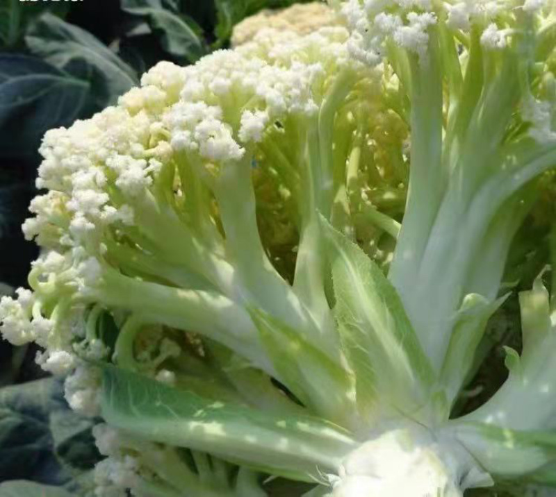 精品菜花，诚信代办，产地直发，物美价廉。