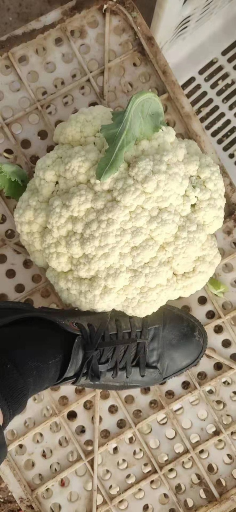 精品菜花，诚信代办，产地直发，物美价廉。