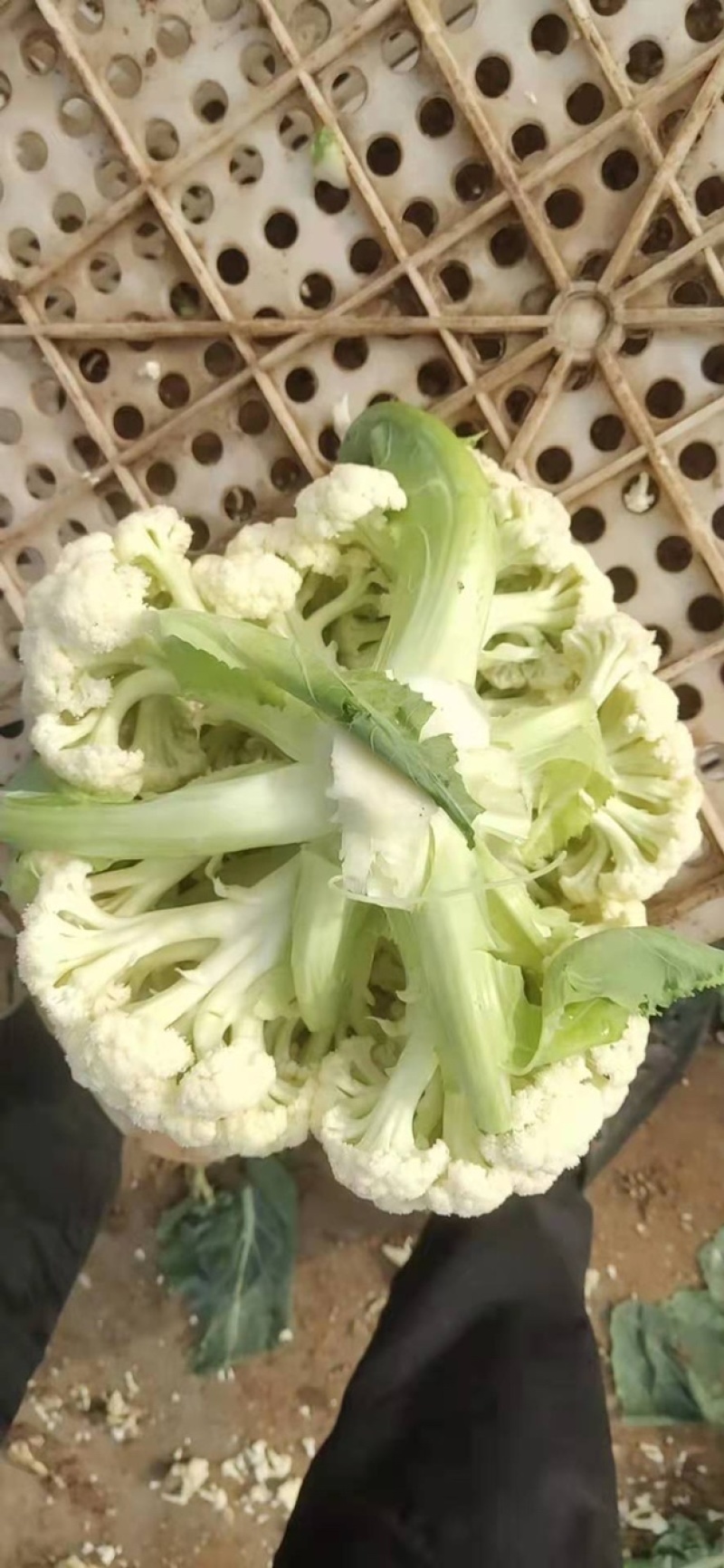 精品菜花，诚信代办，产地直发，物美价廉。