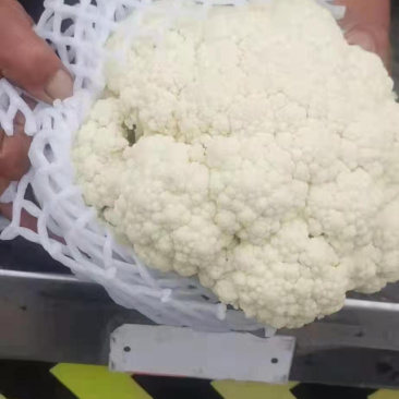 精品菜花，诚信代办，产地直发，物美价廉。