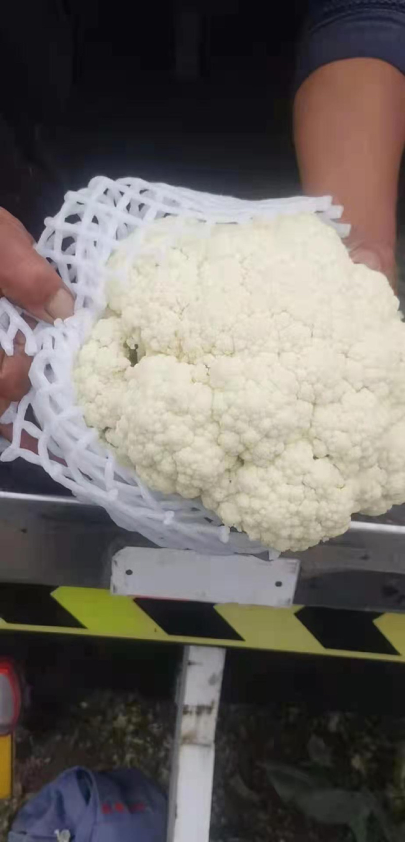 精品菜花，诚信代办，产地直发，物美价廉。