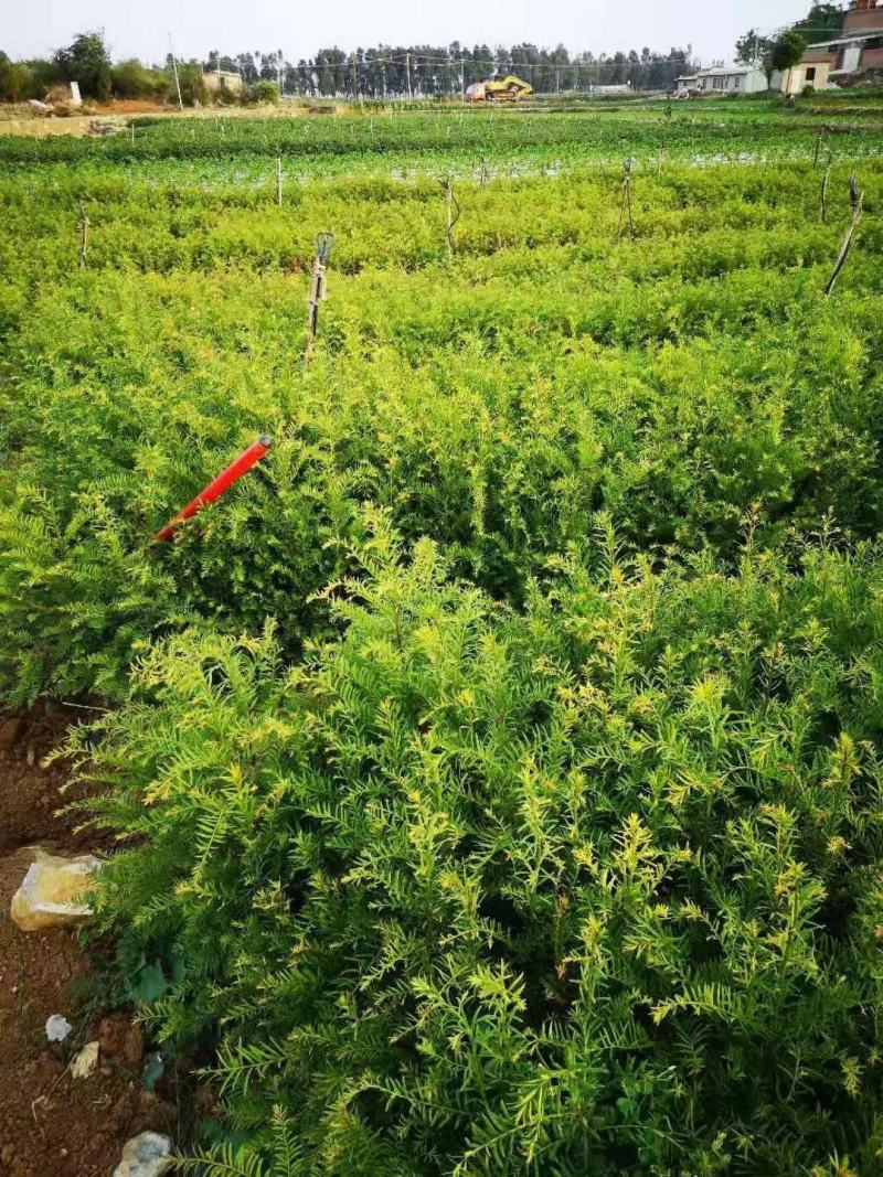 红豆杉苗自家基地直销各规格齐全量大从优欢迎选购
