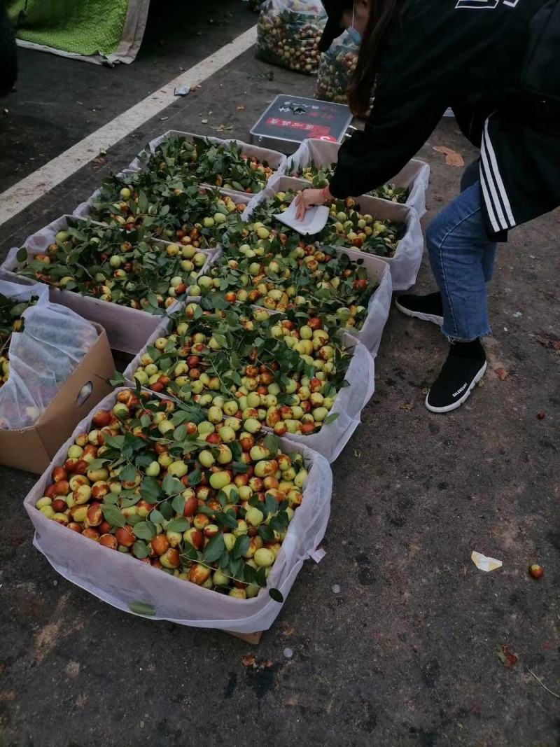 山东昌邑富硒梨枣大量上市中，欢迎各地客商前来采购