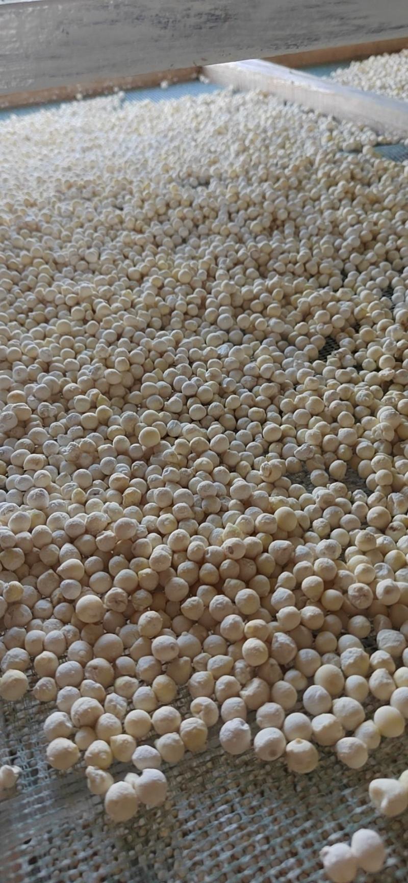 芡实自家种植鸡头米量大从优