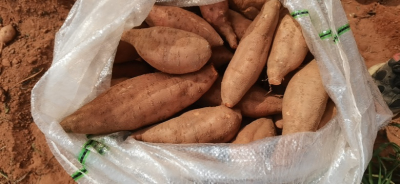 西瓜红电商货大量供应