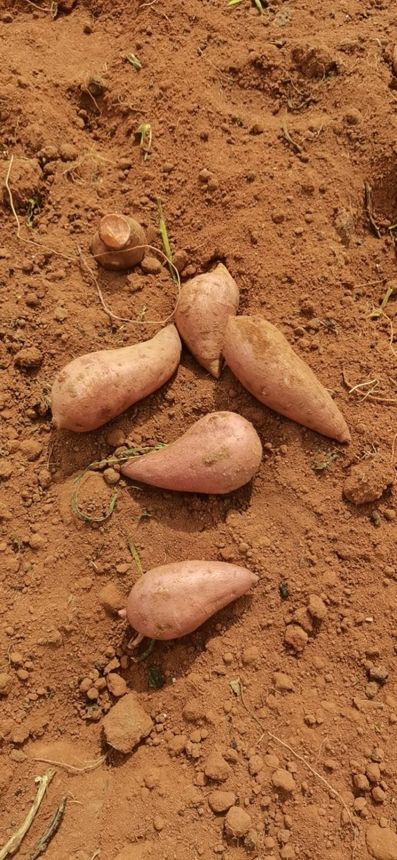 西瓜红电商货大量供应