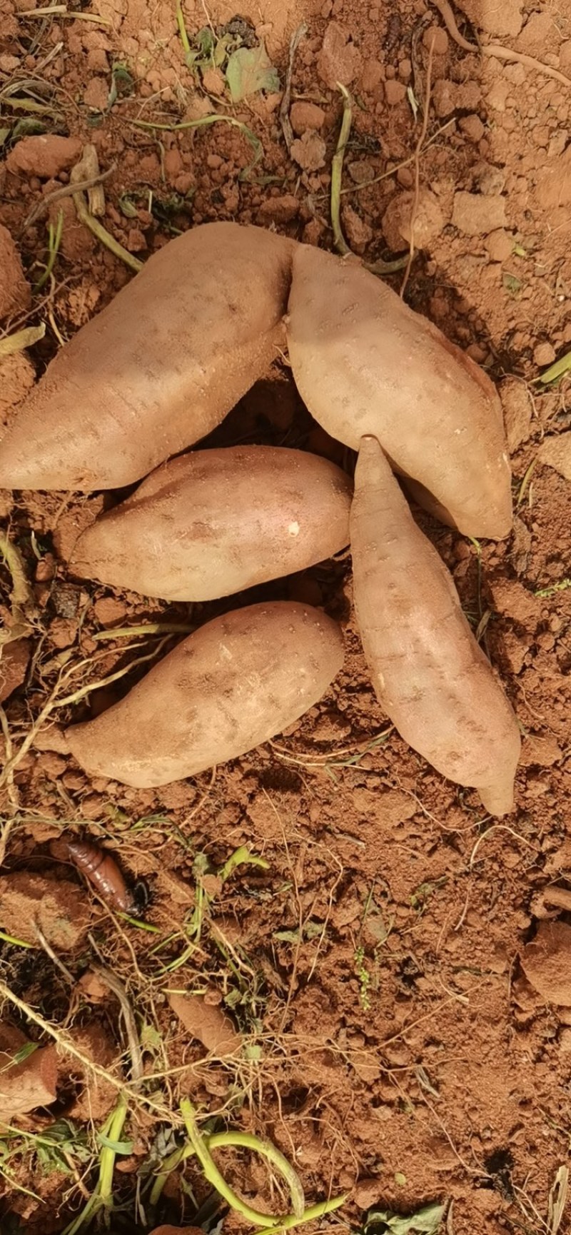 西瓜红电商货大量供应