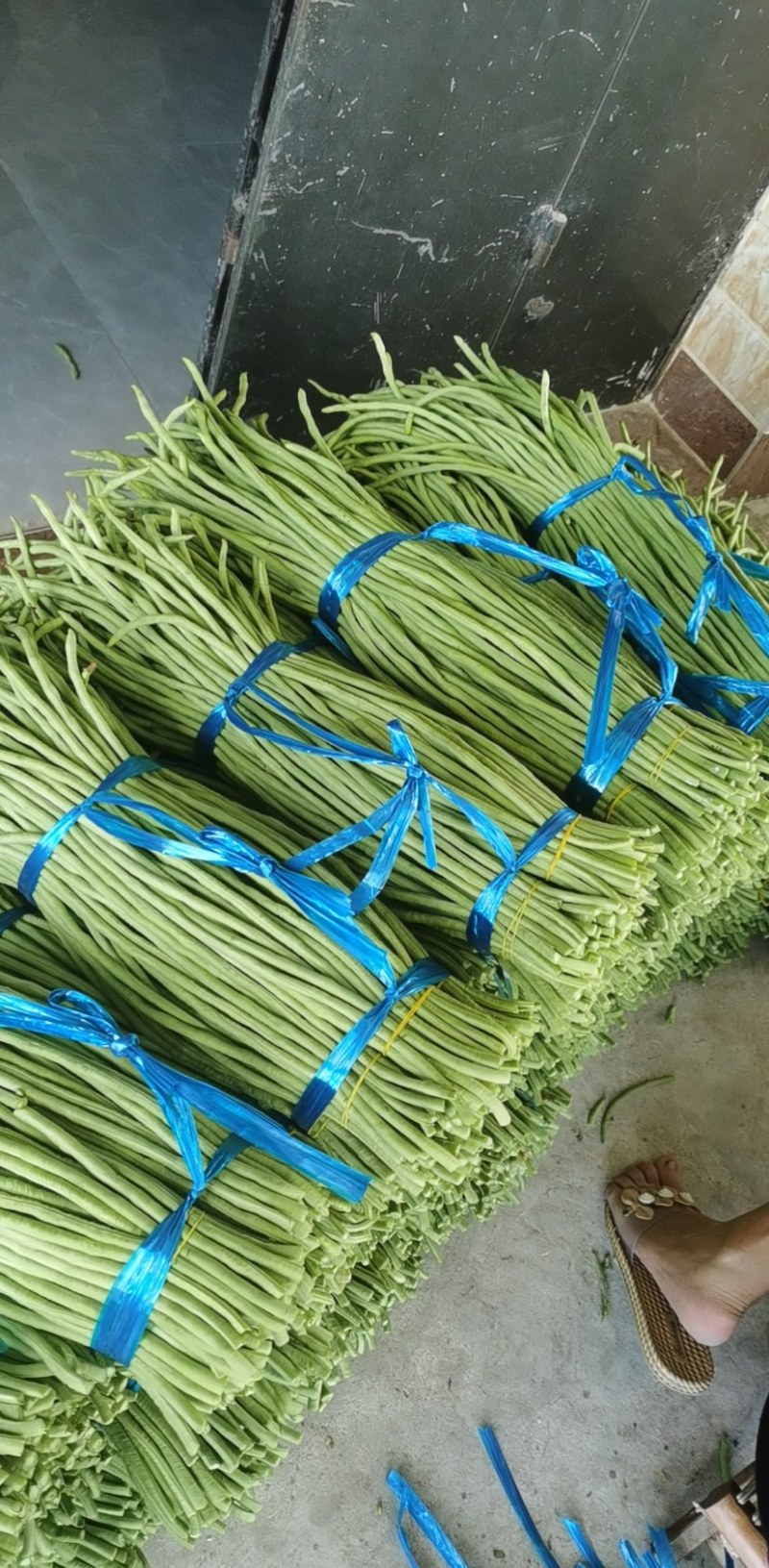 吉林豆角