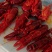 麻辣小龙虾8/9/10特大号，蒜蓉小龙虾