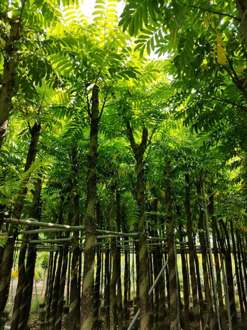 人面子十公分袋苗，苗基地多种规格大量低价出售