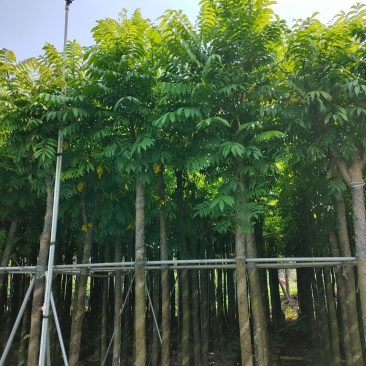 人面子十公分袋苗，苗基地多种规格大量低价出售