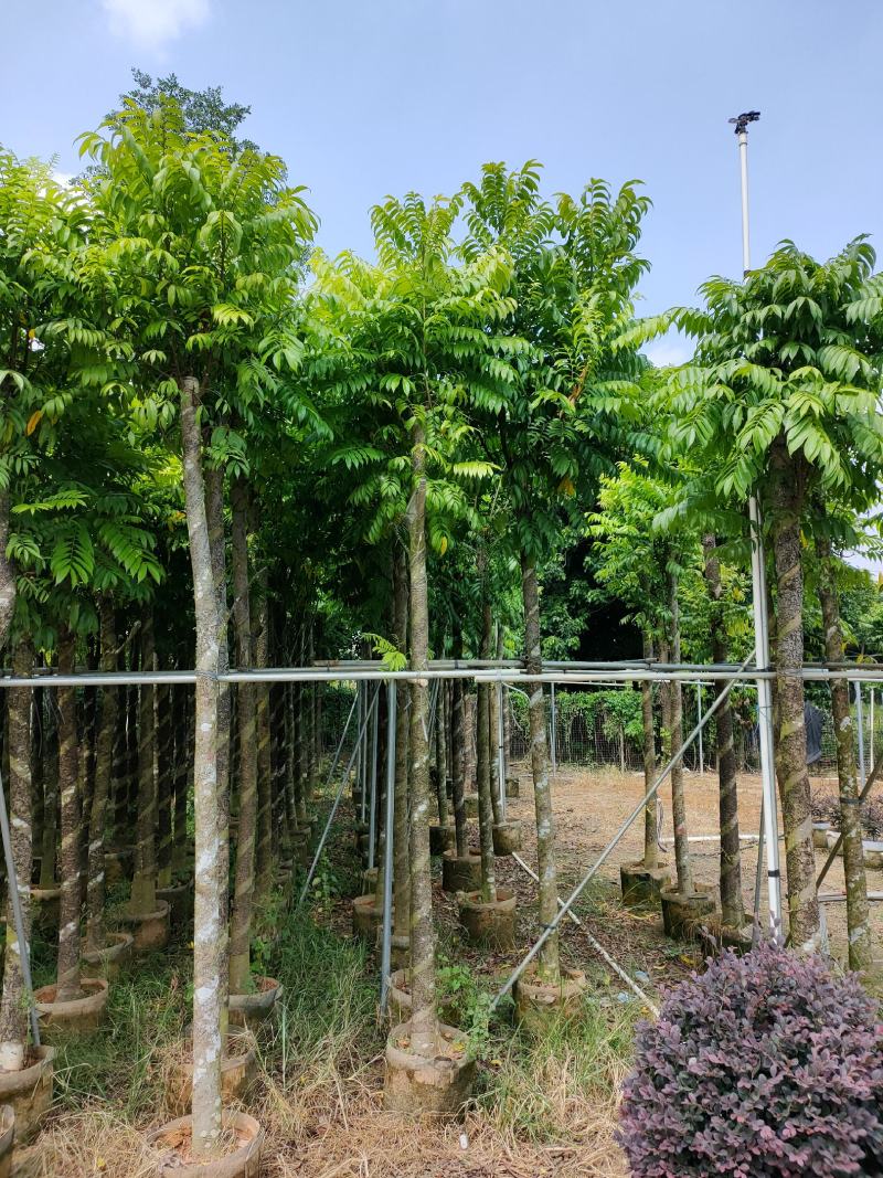 人面子十公分袋苗，苗基地多种规格大量低价出售